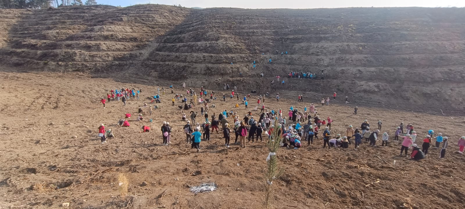 Minik Eller Umut Ekti Yangın Yerine 2.500 Fidan (1)