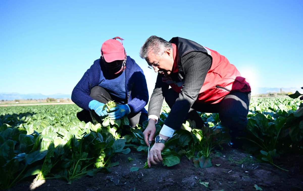 Osmaniye Ispanak Üretiminde Türkiye 11’Incisi (1)