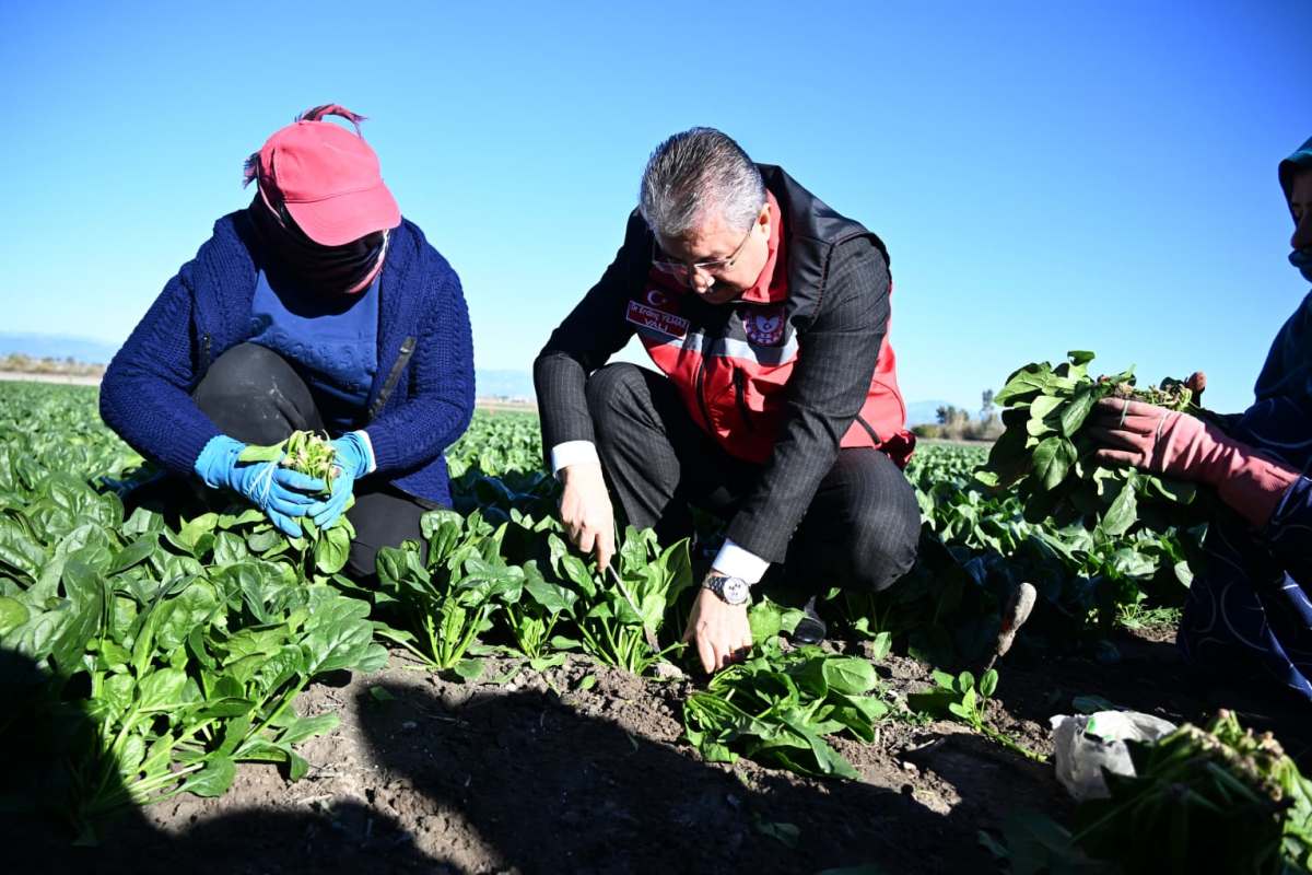 Osmaniye Ispanak Üretiminde Türkiye 11’Incisi (3)