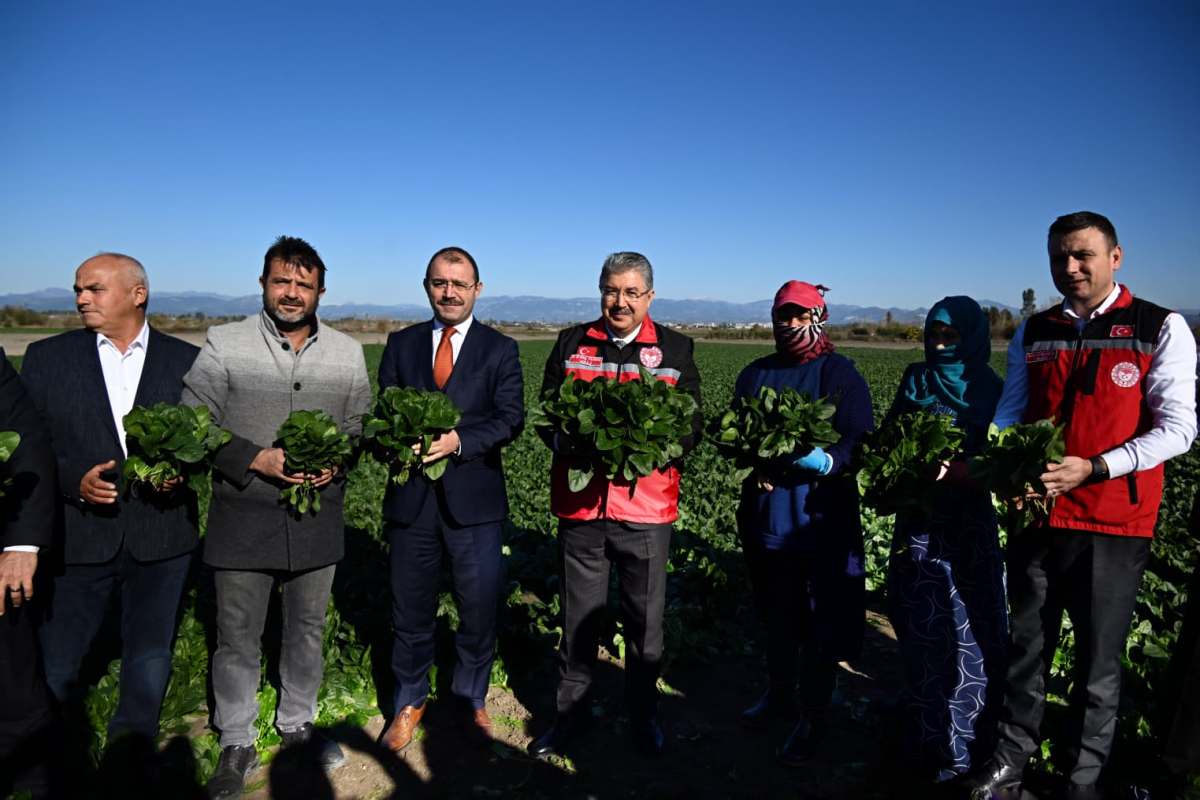 Osmaniye Ispanak Üretiminde Türkiye 11’Incisi (4)
