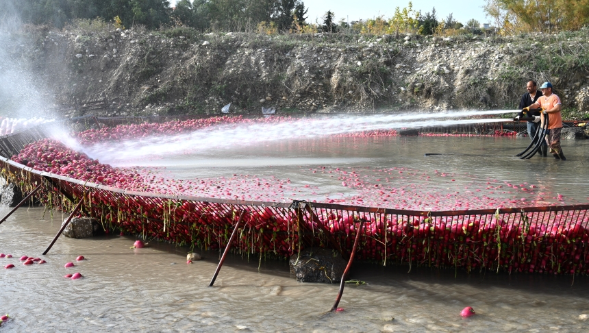 Osmaniye Kadirli Turpu (1)