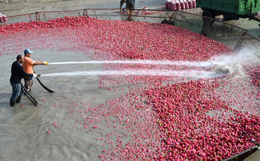 Osmaniye Kadirli Turpu (2)
