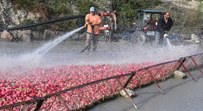 Osmaniye Kadirli Turpu (5)