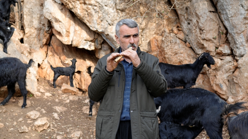 Osmaniye'de 50 Yıllık Geleneğe Kavalının Sesiyle Yön Veriyor (1)