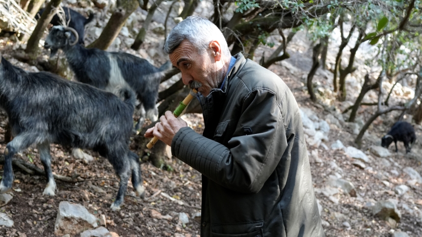 Osmaniye'de 50 Yıllık Geleneğe Kavalının Sesiyle Yön Veriyor (2)-2