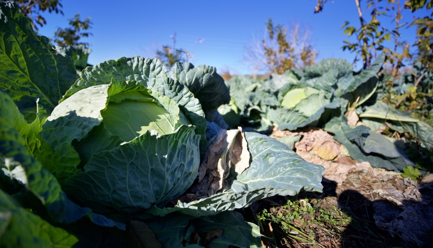 Osmaniye'de Emekli Memur Dede Mirasını Ticarete Dönüştürdüüüü