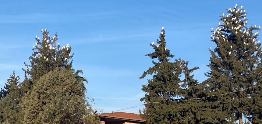 Osmaniye’de Her Yıl Tekrarlanan Gizem Doğa Mucizesi (1)-1