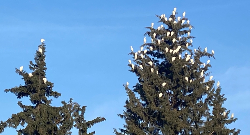 Osmaniye’de Her Yıl Tekrarlanan Gizem Doğa Mucizesi (4)-1