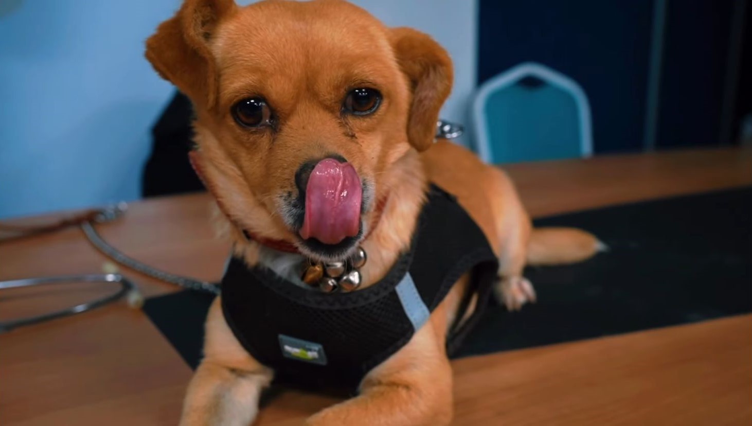 Osmaniye’de Minik Veterinerler İş Başında (6)