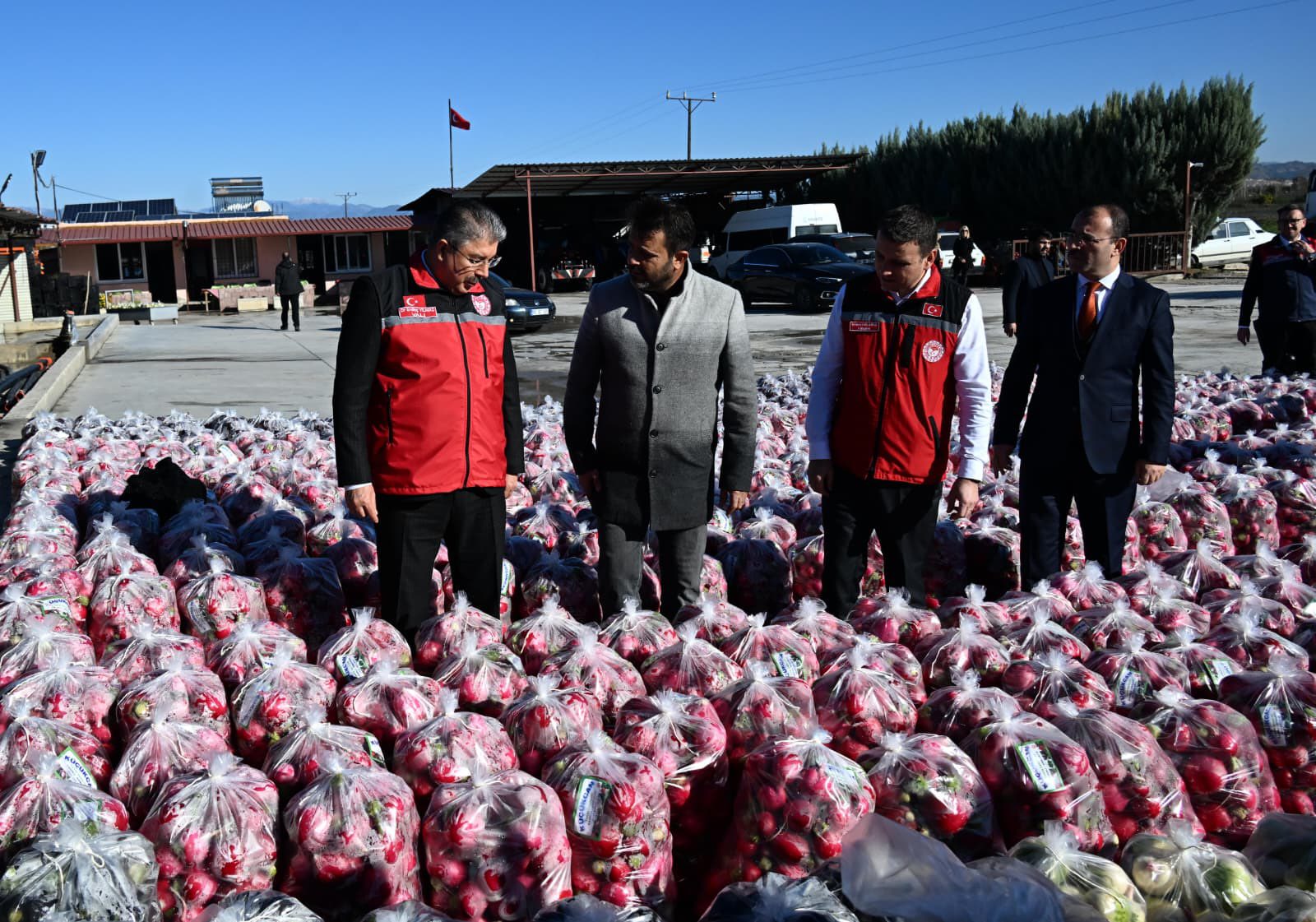 Osmaniye'nin Turp Üretim Merkezine Vali Yılmaz İnceledi (1)