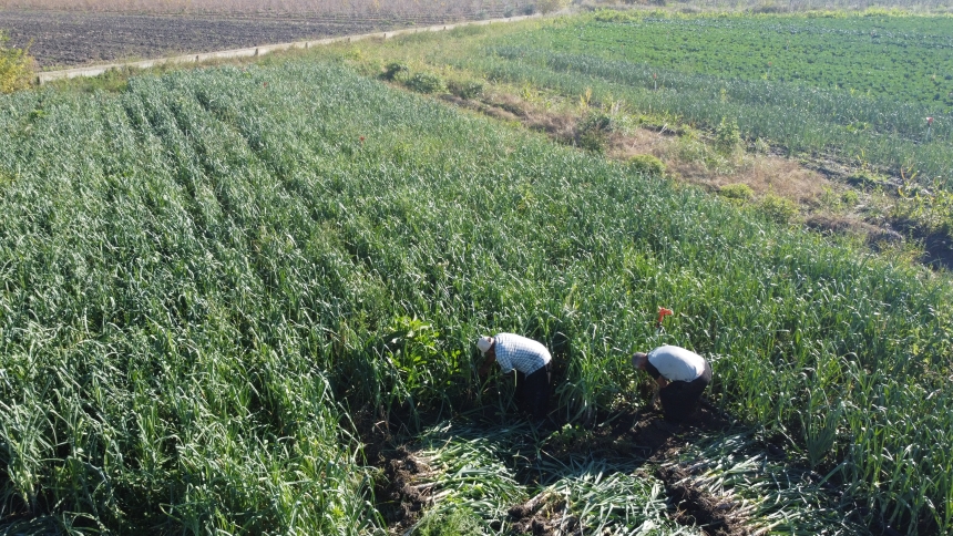 Pırasa Hasadı (4)-1