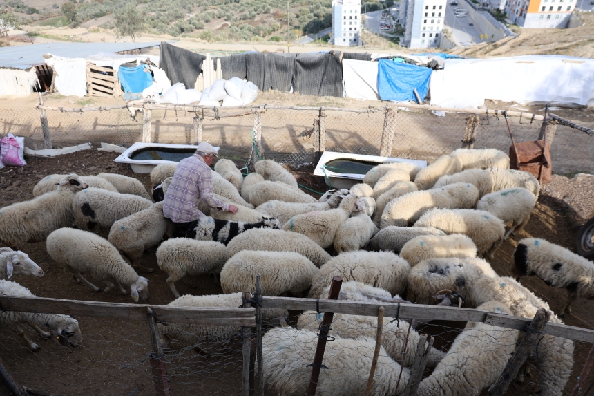 Şap Salgını Hayvancılığı Vurdu-1