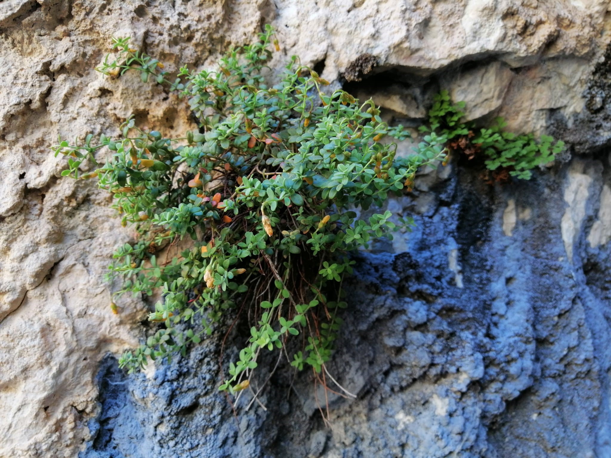 Sarı Kantaron Devri Bitiyor Mu (1)