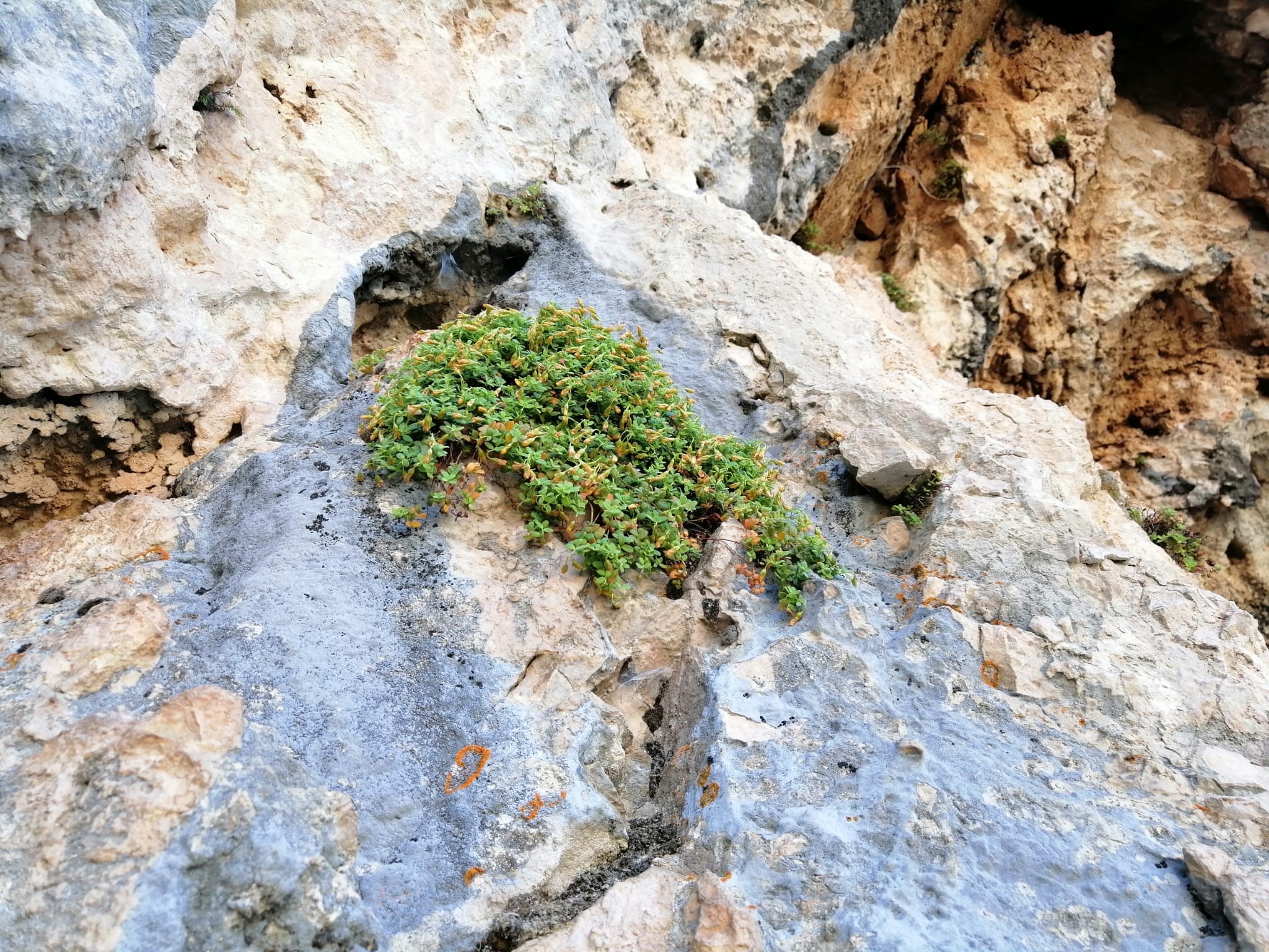 Sarı Kantaron Devri Bitiyor Mu (6)