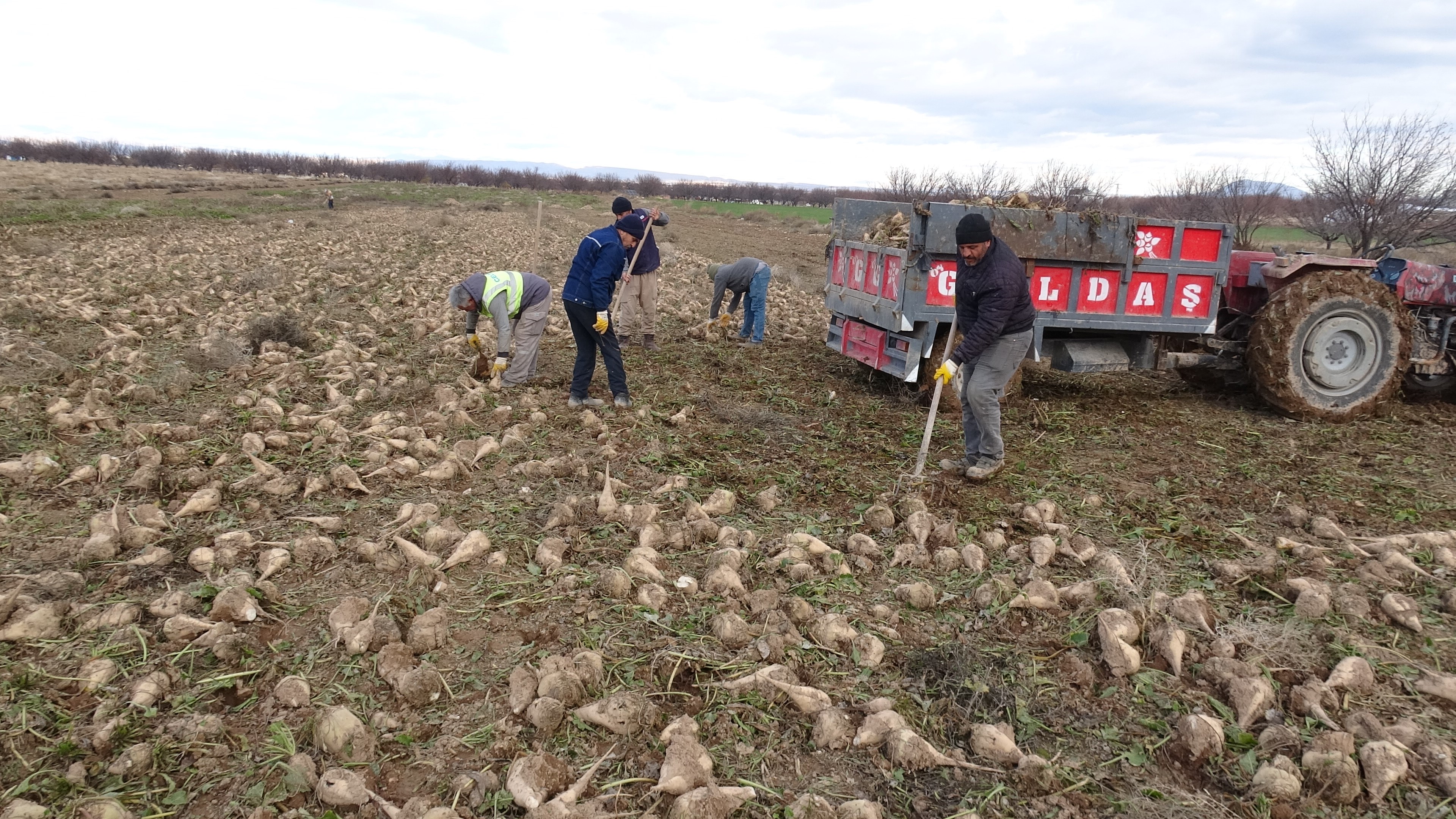 Şeker Pancarı Hasadında Rekor Verim; Hasatta Son Perde (1)