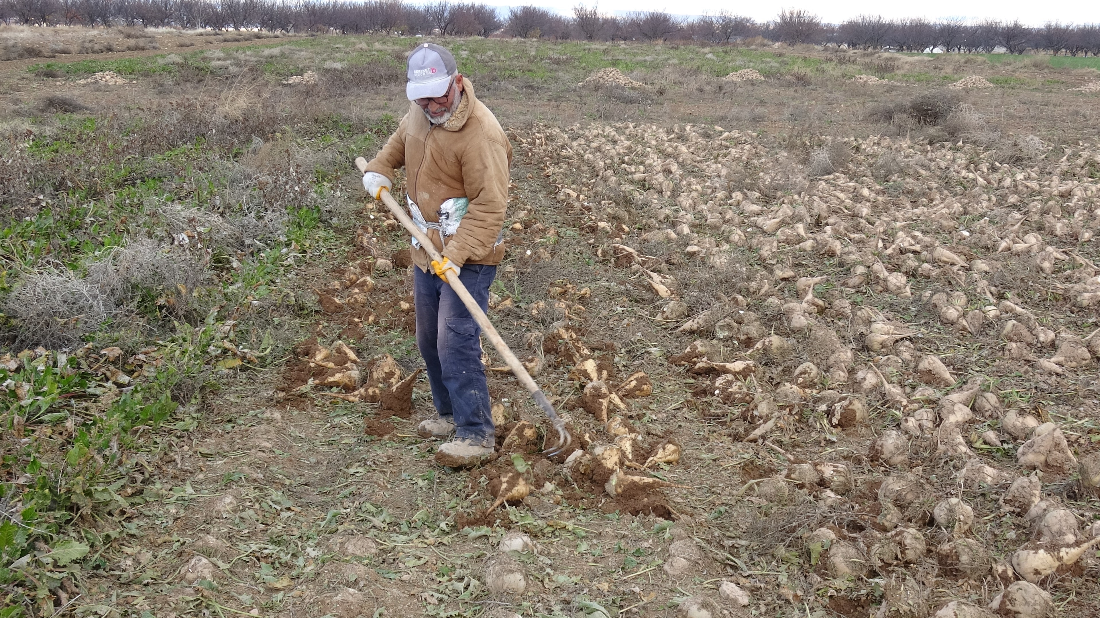 Şeker Pancarı Hasadında Rekor Verim; Hasatta Son Perde (5)