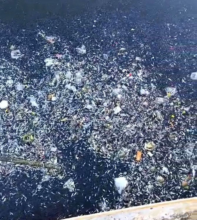 Seyhan Nehri'nde Binlerce Balık Telef Oldu (1)