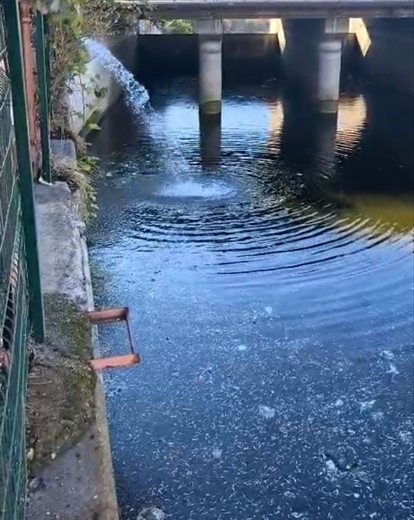 Seyhan Nehri'nde Binlerce Balık Telef Oldu (2)-1