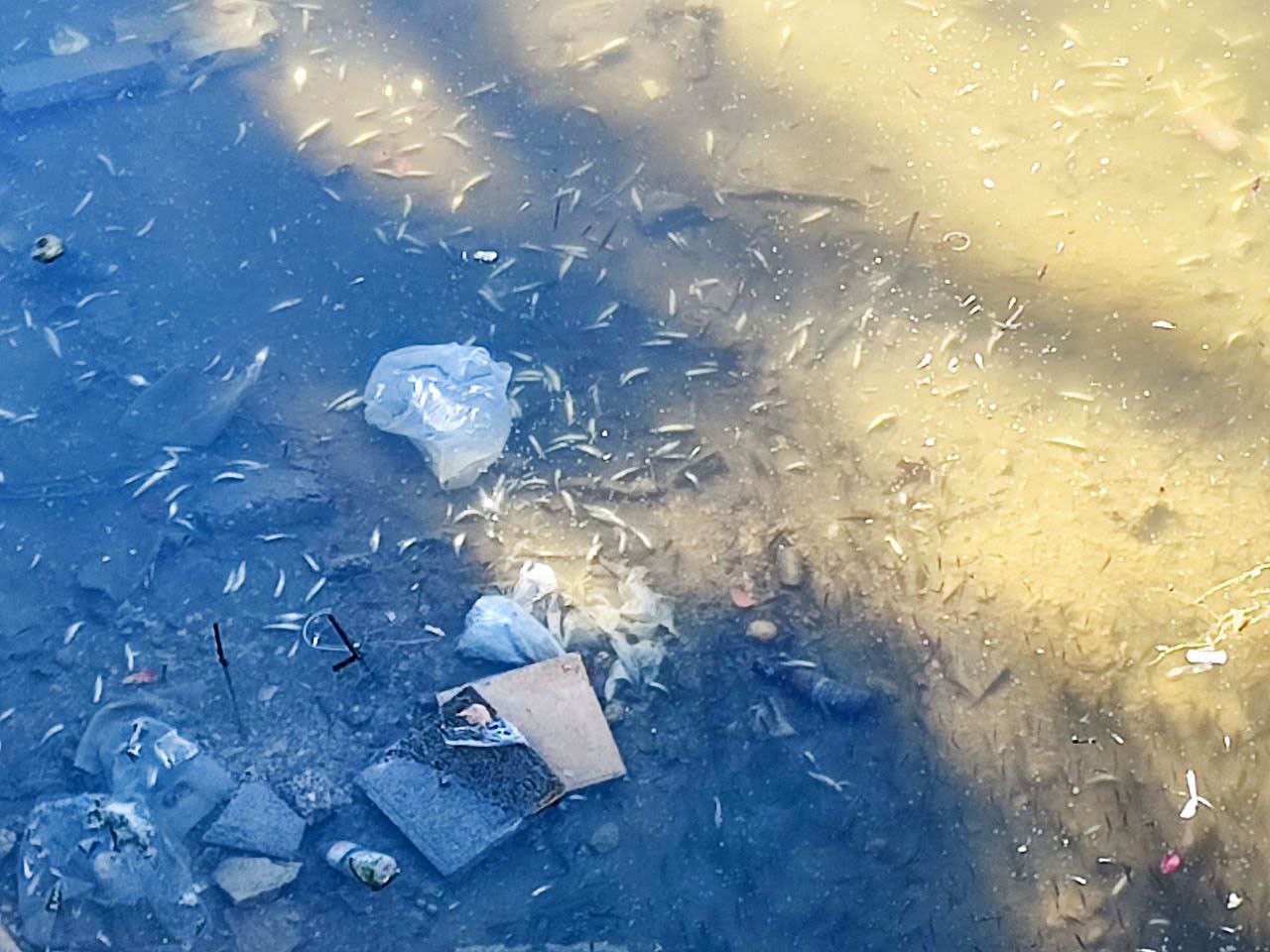 Seyhan Nehri'nde Binlerce Balık Telef Oldu (3)