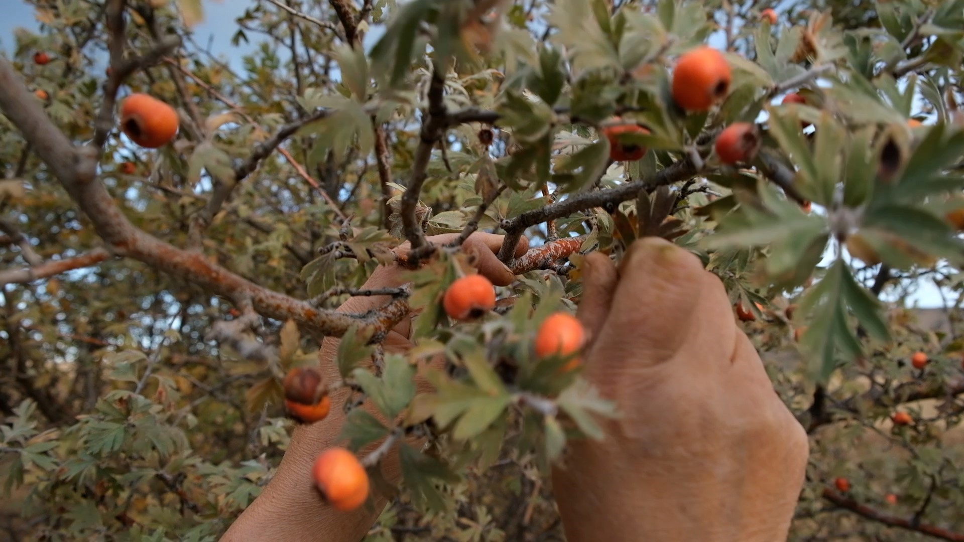 Toplaması Zahmetli, Faydası Büyük (2)