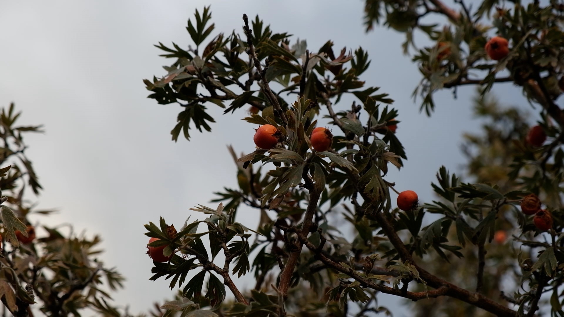 Toplaması Zahmetli, Faydası Büyük (3)