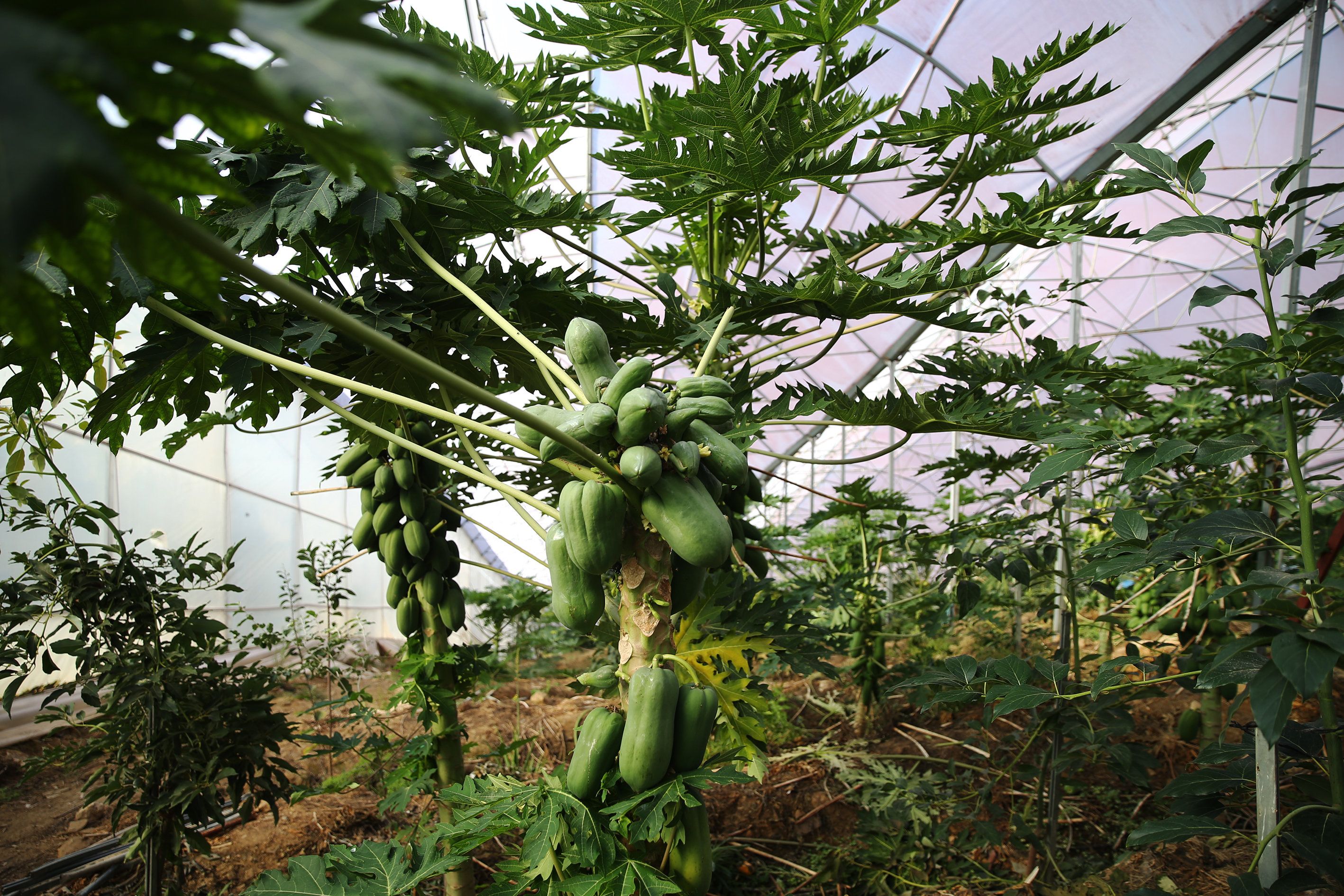 Türkiye Papaya İthalattan İhracatçı Konumuna Yükseldi (2)