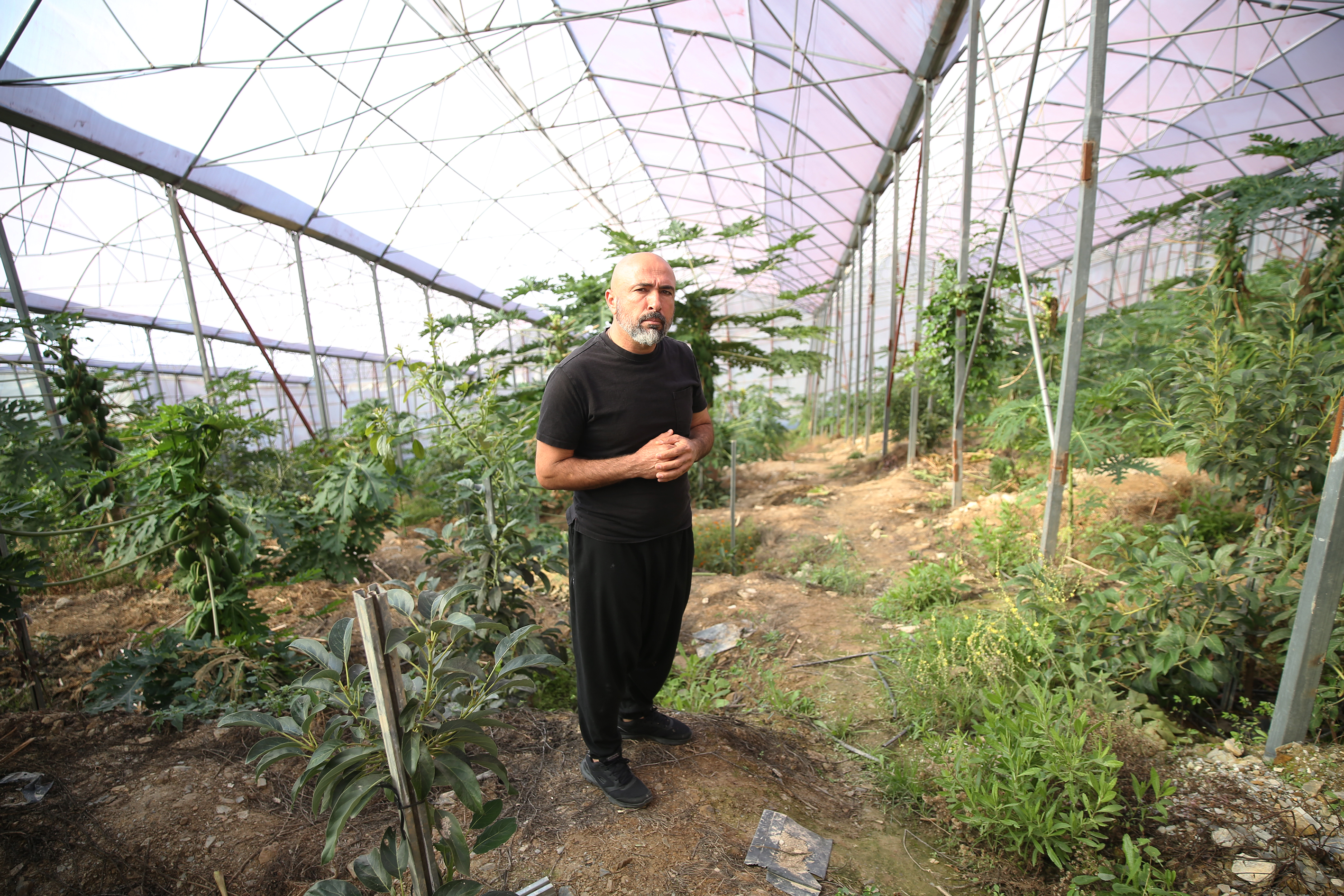 Türkiye Papaya İthalattan İhracatçı Konumuna Yükseldi (4)