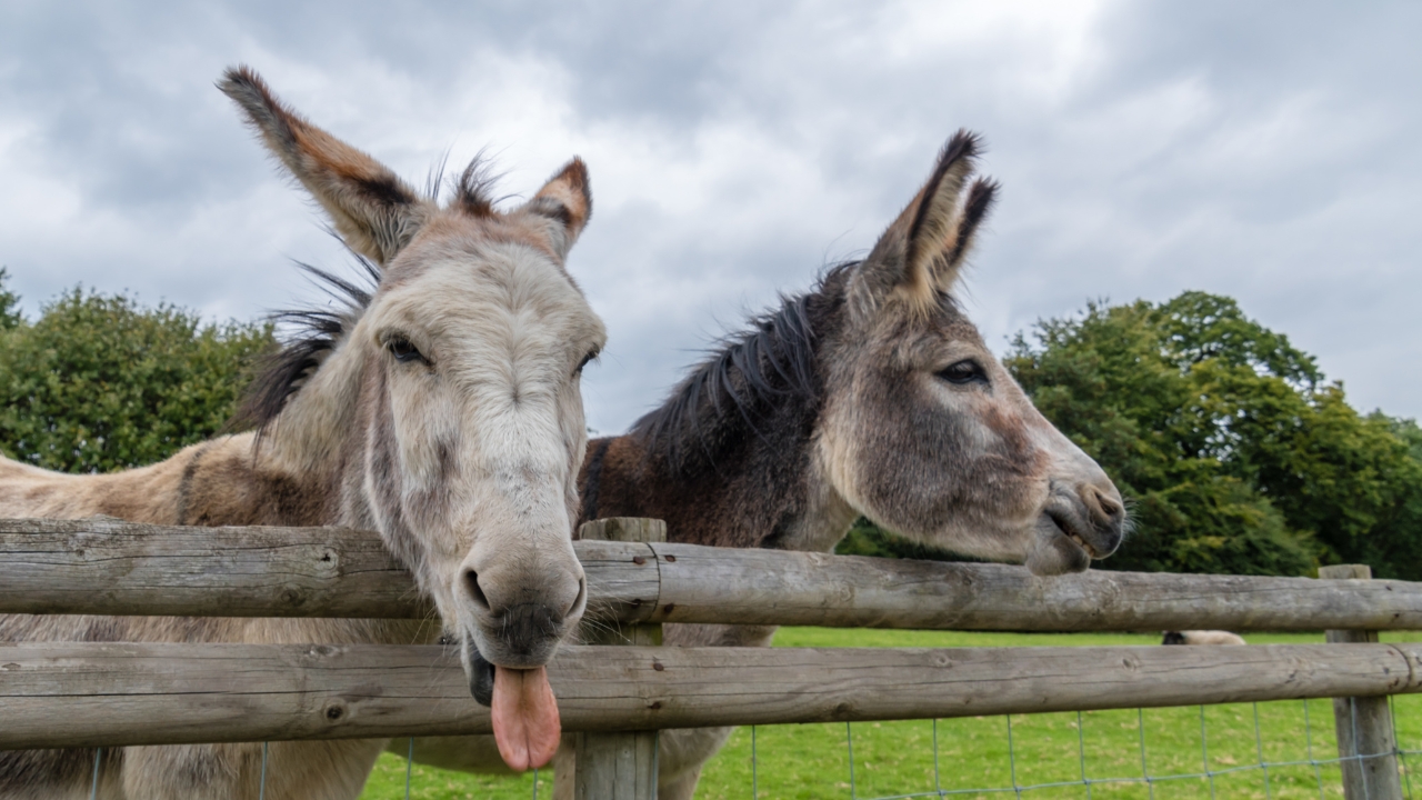 osmaniyedeeşeksayısı