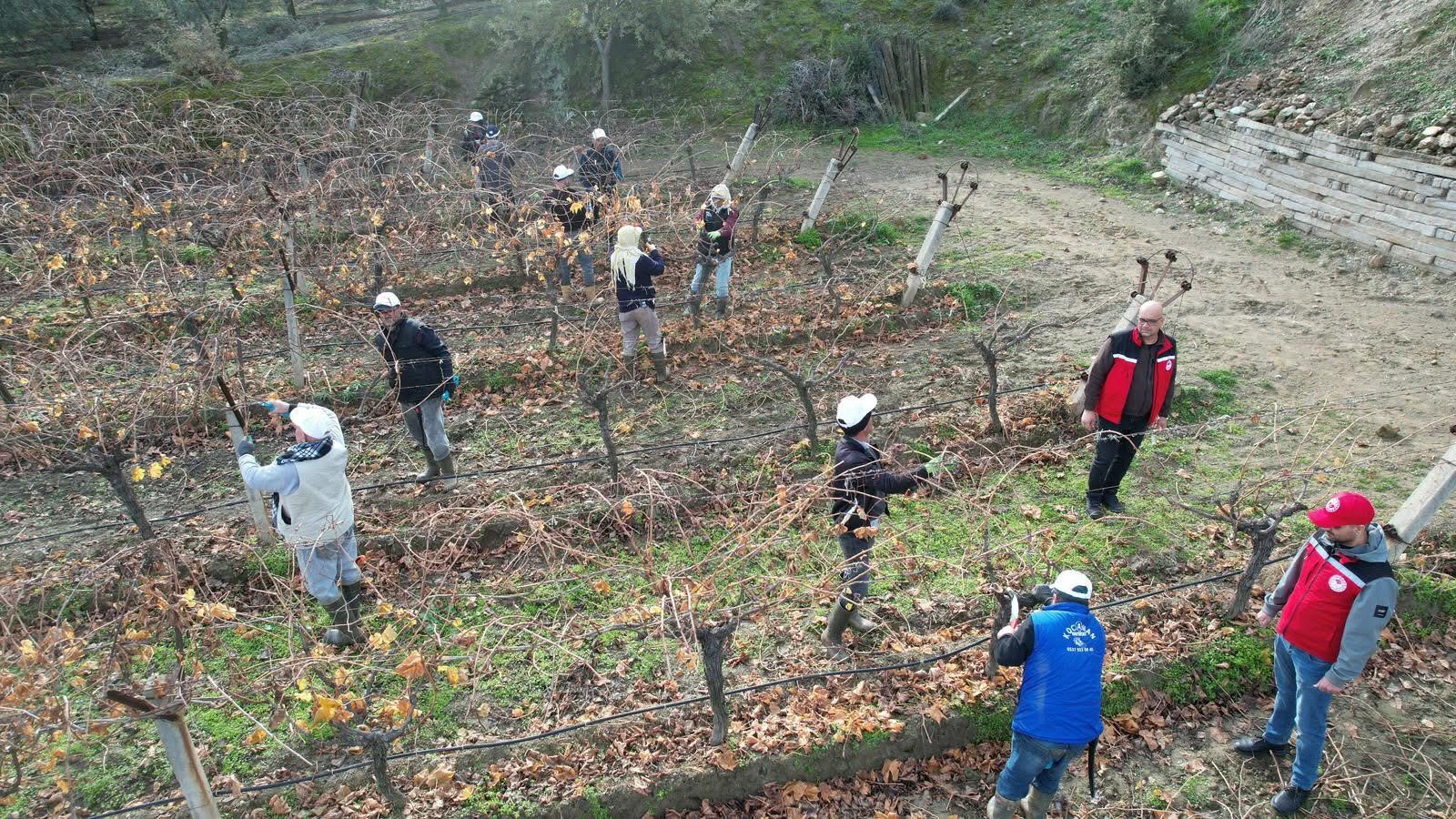 Üzümün Başkentinde Doğru Budama Seferberliği (1)