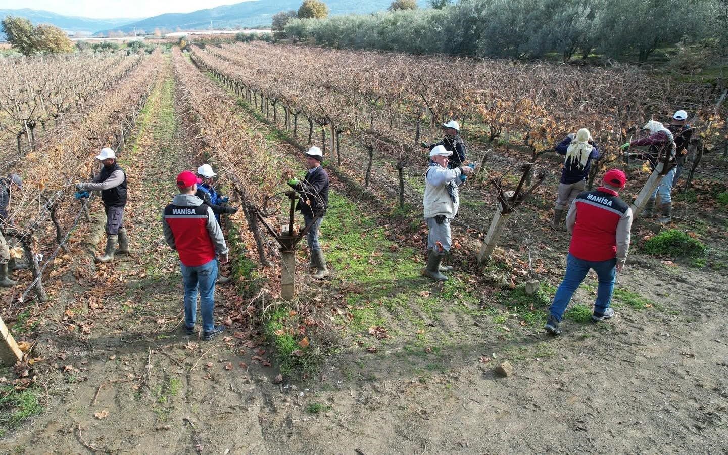 Üzümün Başkentinde Doğru Budama Seferberliği (3)