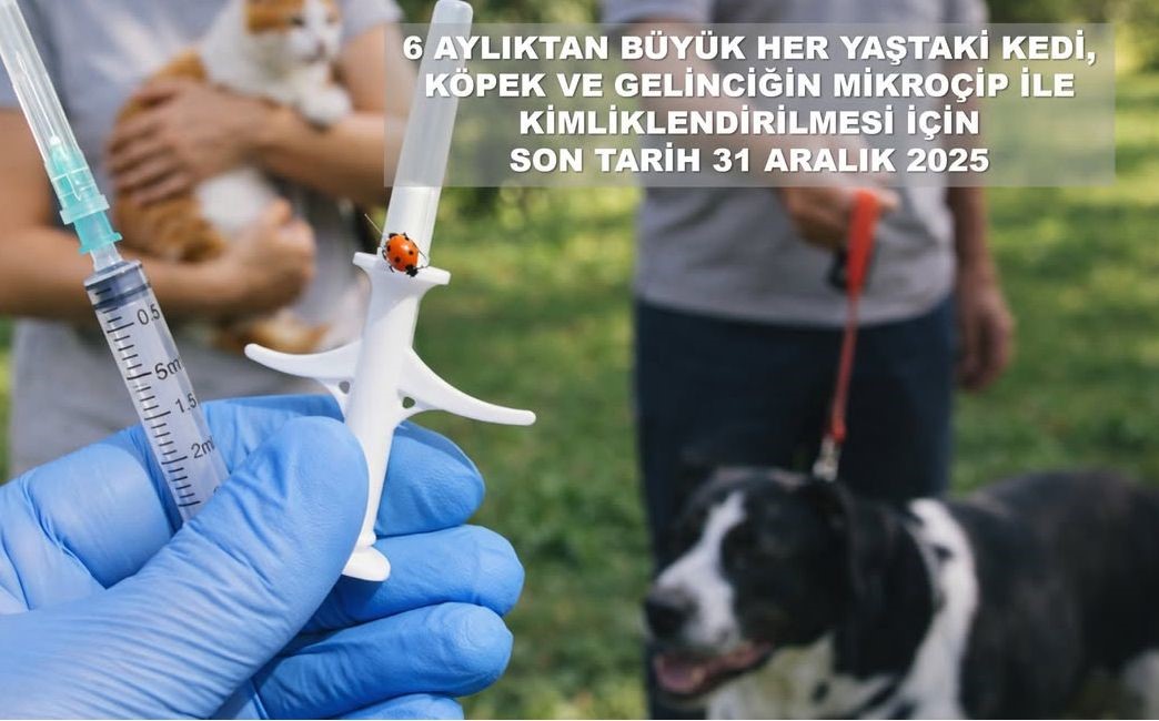 Valilik Ve Belediyelerden Evcil Hayvan Sahiplerine Uyarısı