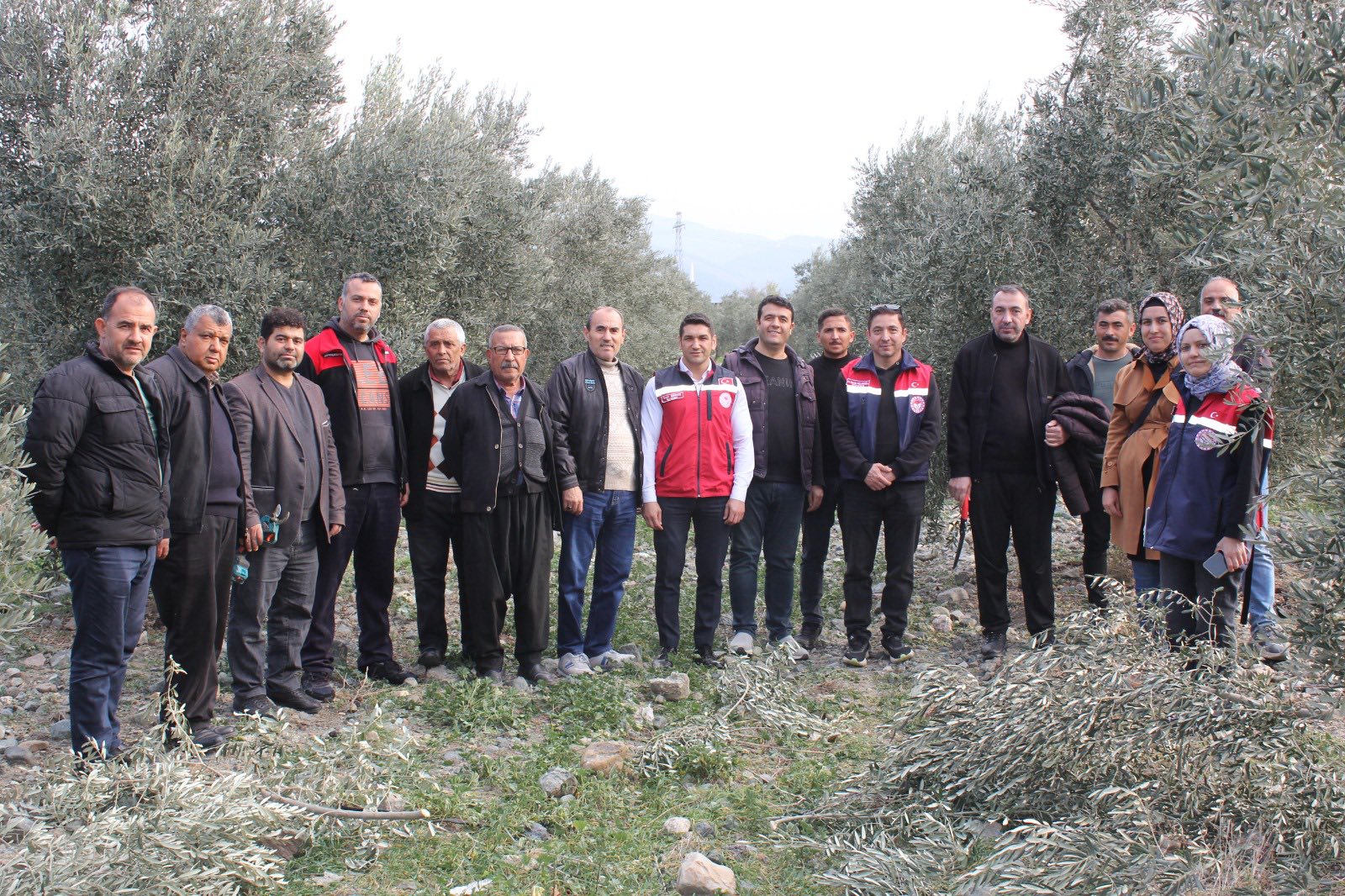 Zeytinbudamaeğitimi