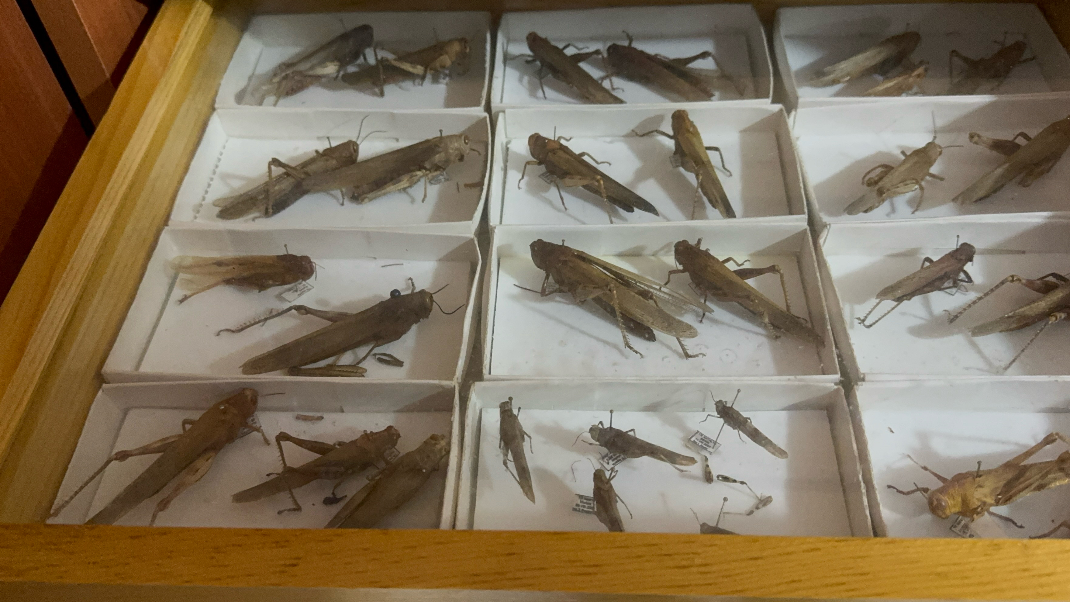 30 Bin Böcek Kapasiteli Müzeden Bilim Ve Eğitime Destek1