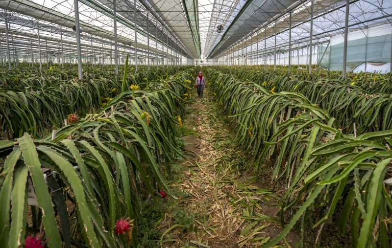 8 Tropikal Meyve Çeşidi Tescillenerek Tarıma Kazandırıldı1