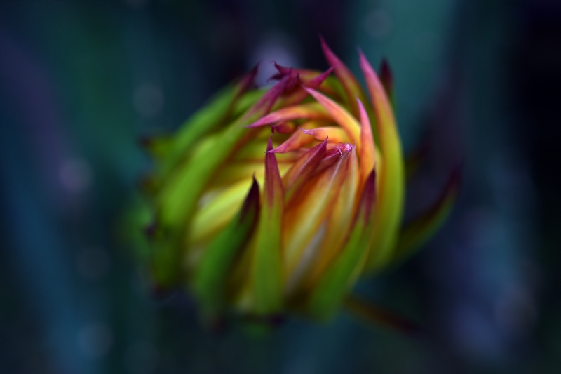 8 Tropikal Meyve Çeşidi Tescillenerek Tarıma Kazandırıldı2