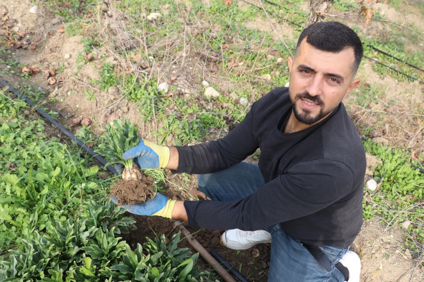 Adanalı Girişimci Ak Zambak Soğanıyla Türkiye’yi Besliyor (1)