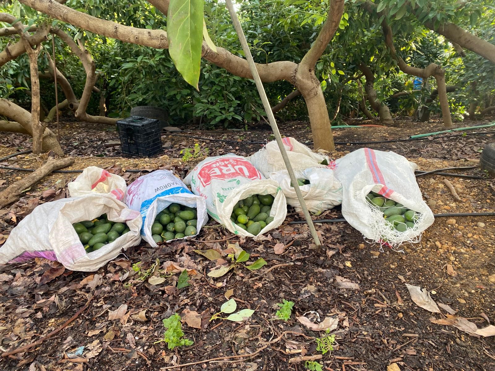 Avokado Hırsızlığı (1)