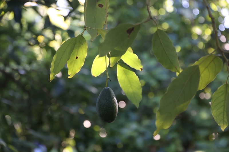 Avokado Üretimi 60 Bin Dekara, 65 Bin Tona Ulaştı1