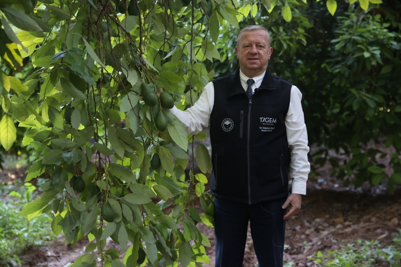 Avokado Üretimi 60 Bin Dekara, 65 Bin Tona Ulaştı2