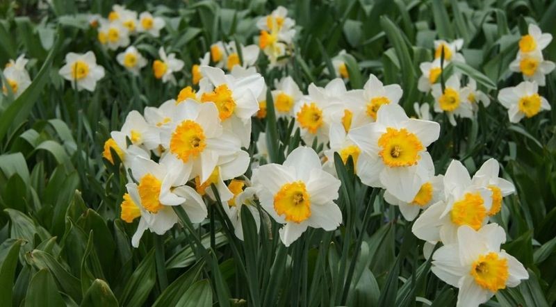 Bayındır Nergisi Alzheimer İlaçlarına İlham Veriyor1