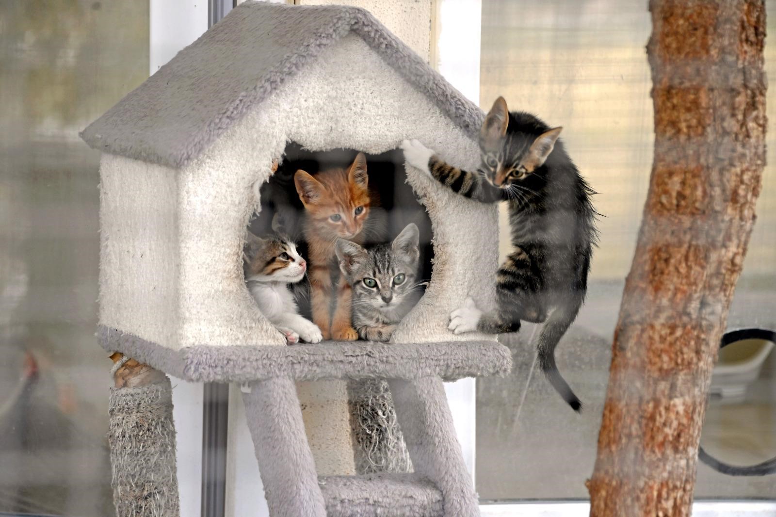 Belediye'den Patili Dostlara 130 Ton Mama Ve Tedavi Desteği!-1