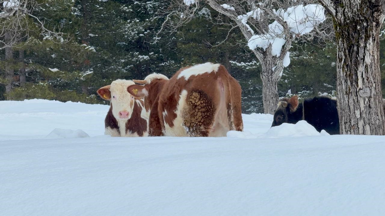 Büyükbaşlar Karla Kaplı Arazide Mücadele Verdi-1