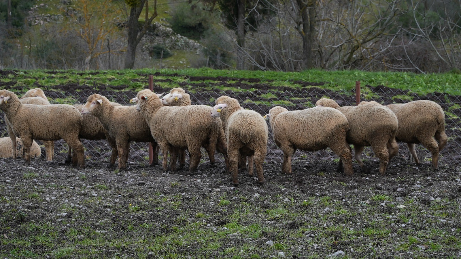 Çiftçiye Yüzde 100 Hibe Damızlık Desteği-1