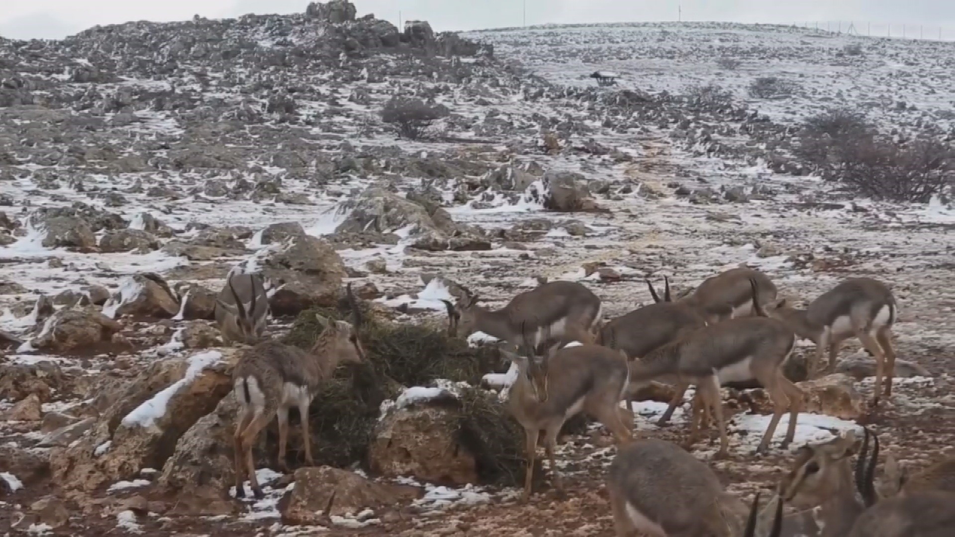 Dağ Ceylanları 4 Yıl Sonra Karla Buluştu (1)