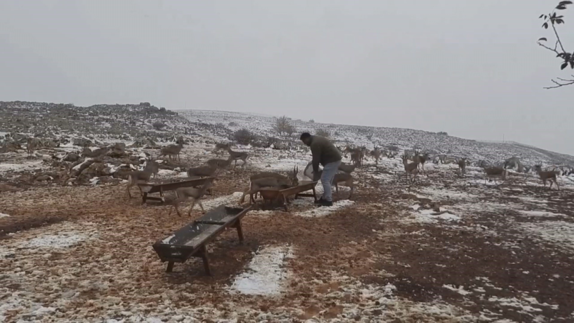 Dağ Ceylanları 4 Yıl Sonra Karla Buluştu (3)