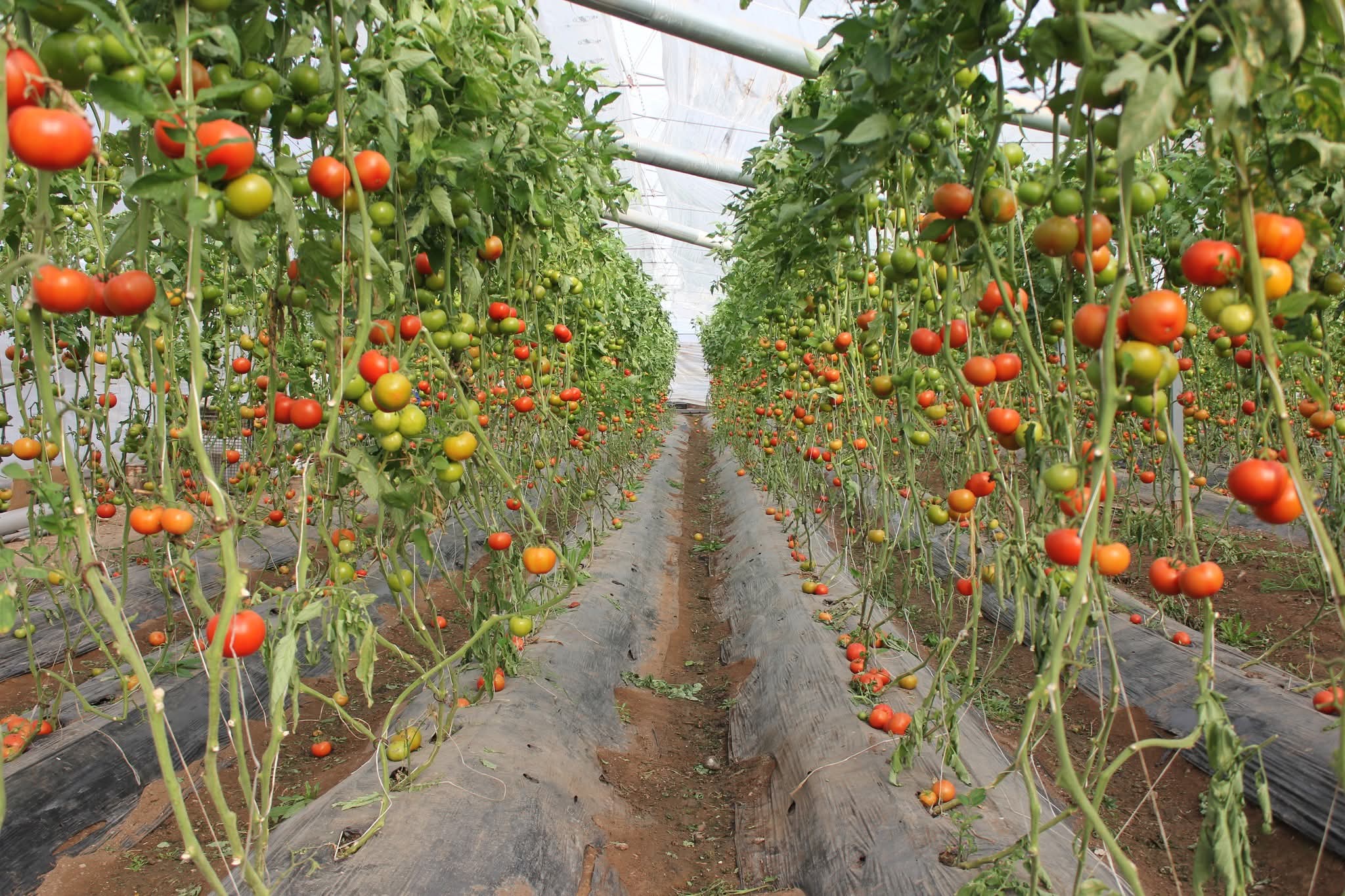 Osmaniye Düziçi örtüaltı Tarım2