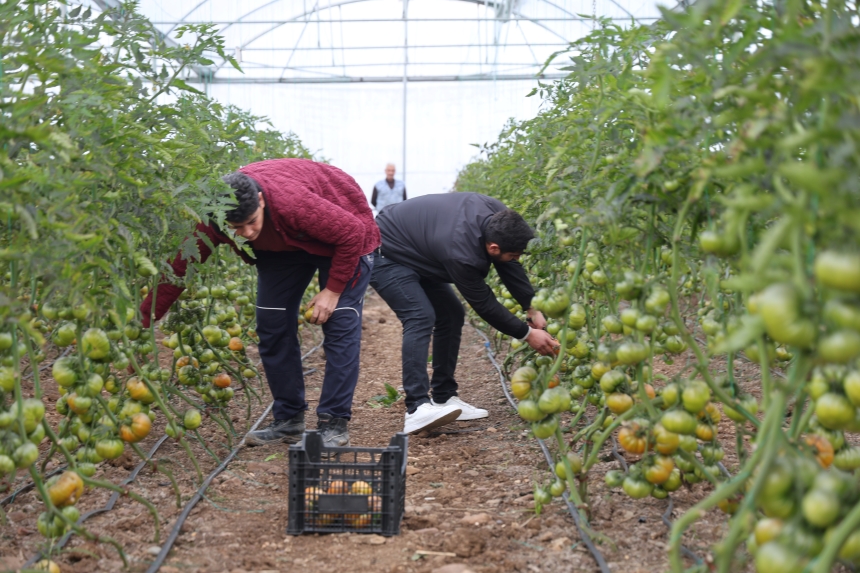 Genç Çiftçiler Devlet Destekli Seralarla Üretime Başladı (3)