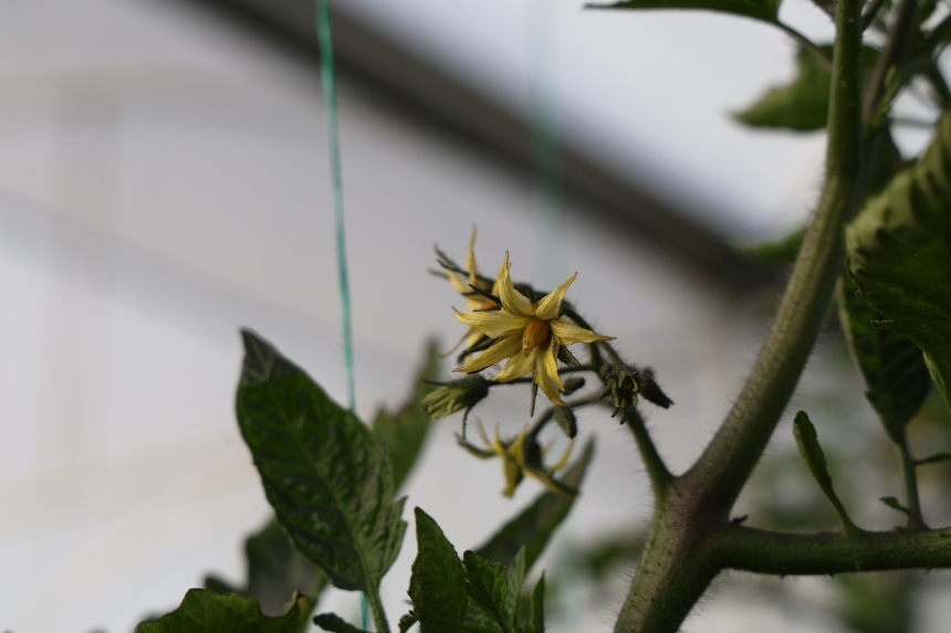 Genç Çiftçiler Devlet Destekli Seralarla Üretime Başladı (6)