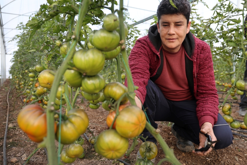 Genç Çiftçiler Devlet Destekli Seralarla Üretime Başladı (7)