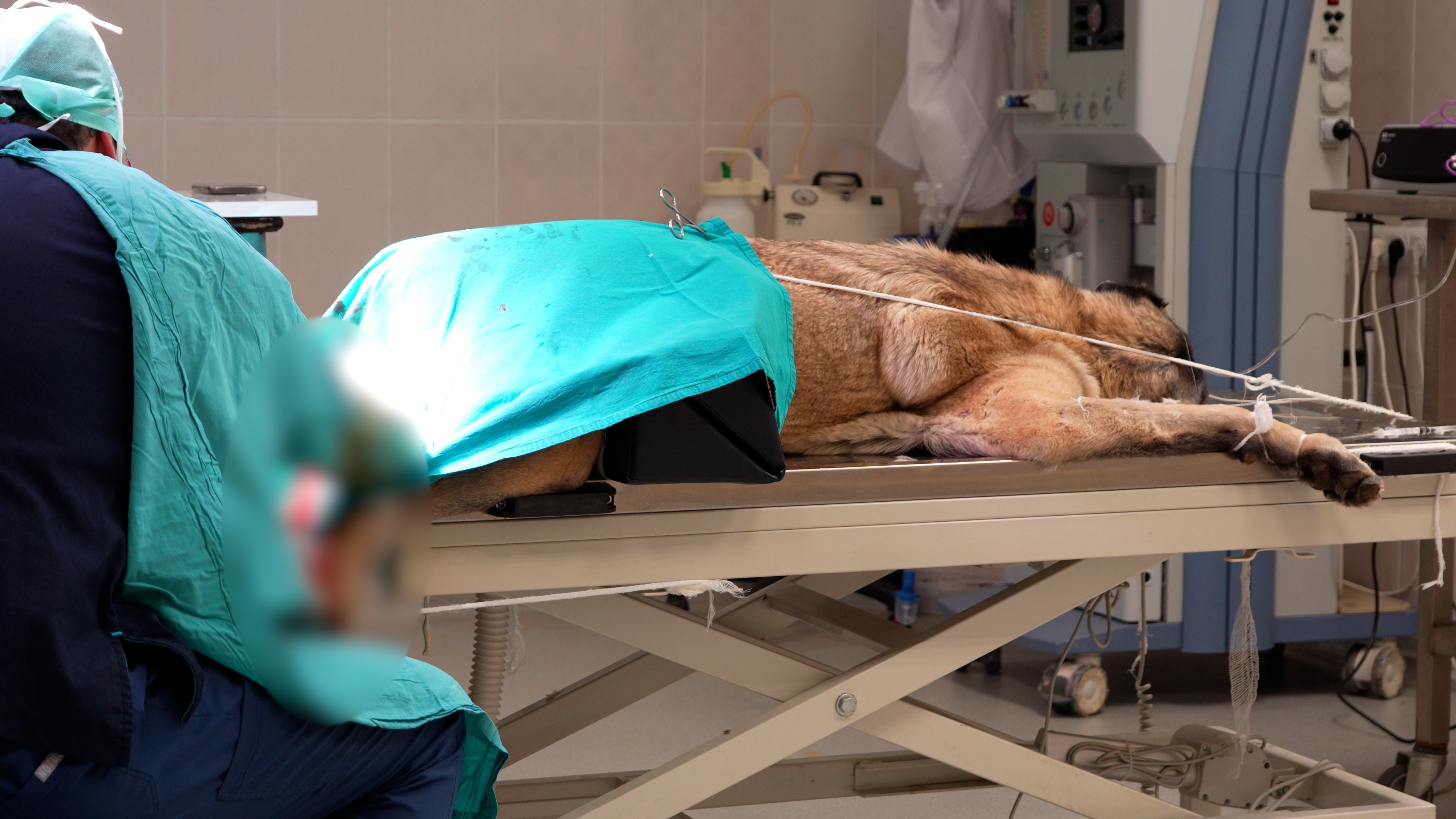 Hayvan Acil Kliniğinde 724 Sağlık Hizmeti1